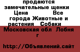 продаются замечательные щенки › Цена ­ 10 000 - Все города Животные и растения » Собаки   . Московская обл.,Лобня г.